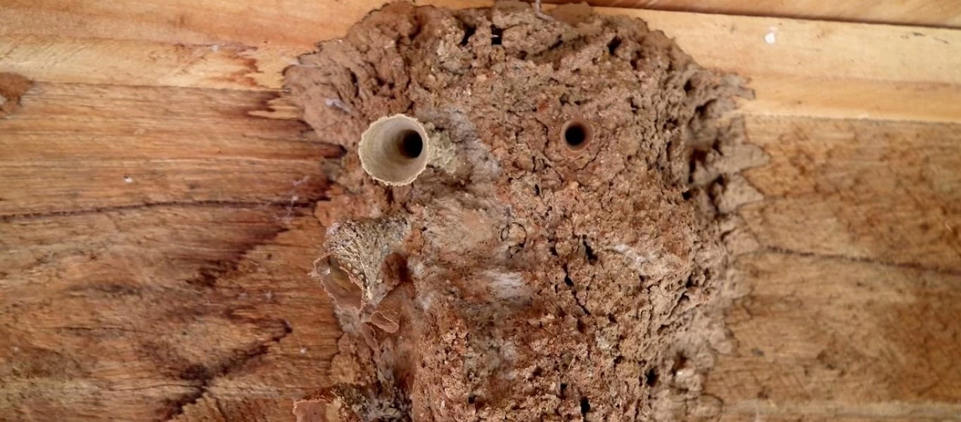 Αυστραλία: Γυναίκα ανακάλυψε 7 παράξενες φωλιές από λάσπη στο μπάνιο της (βίντεο)